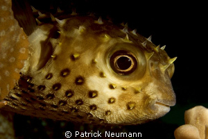 pufferfish Eilat, Israel by Patrick Neumann 